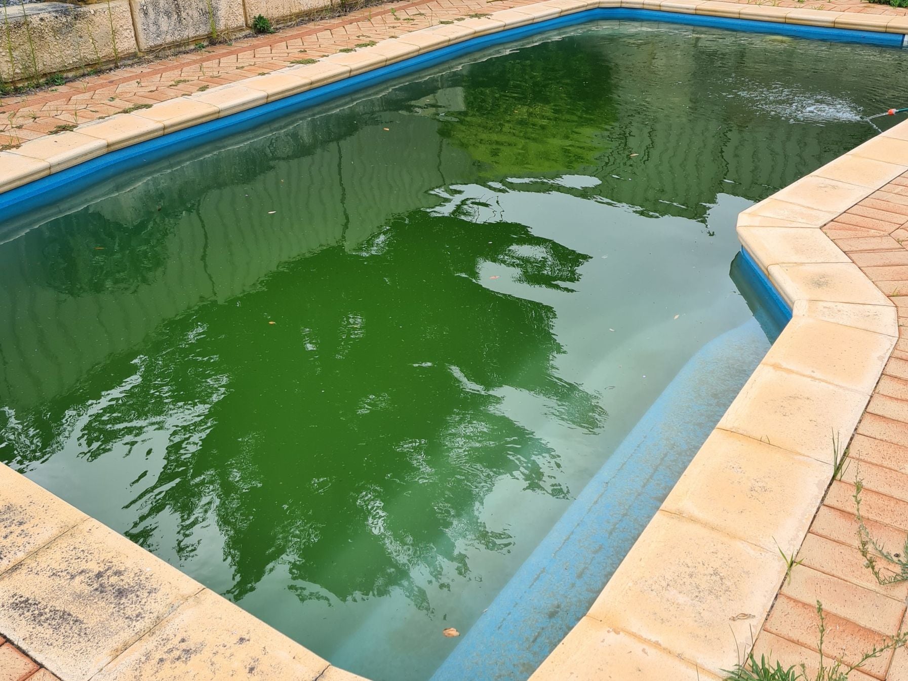 Green pool water with a tiled edge and concrete wall in the background
