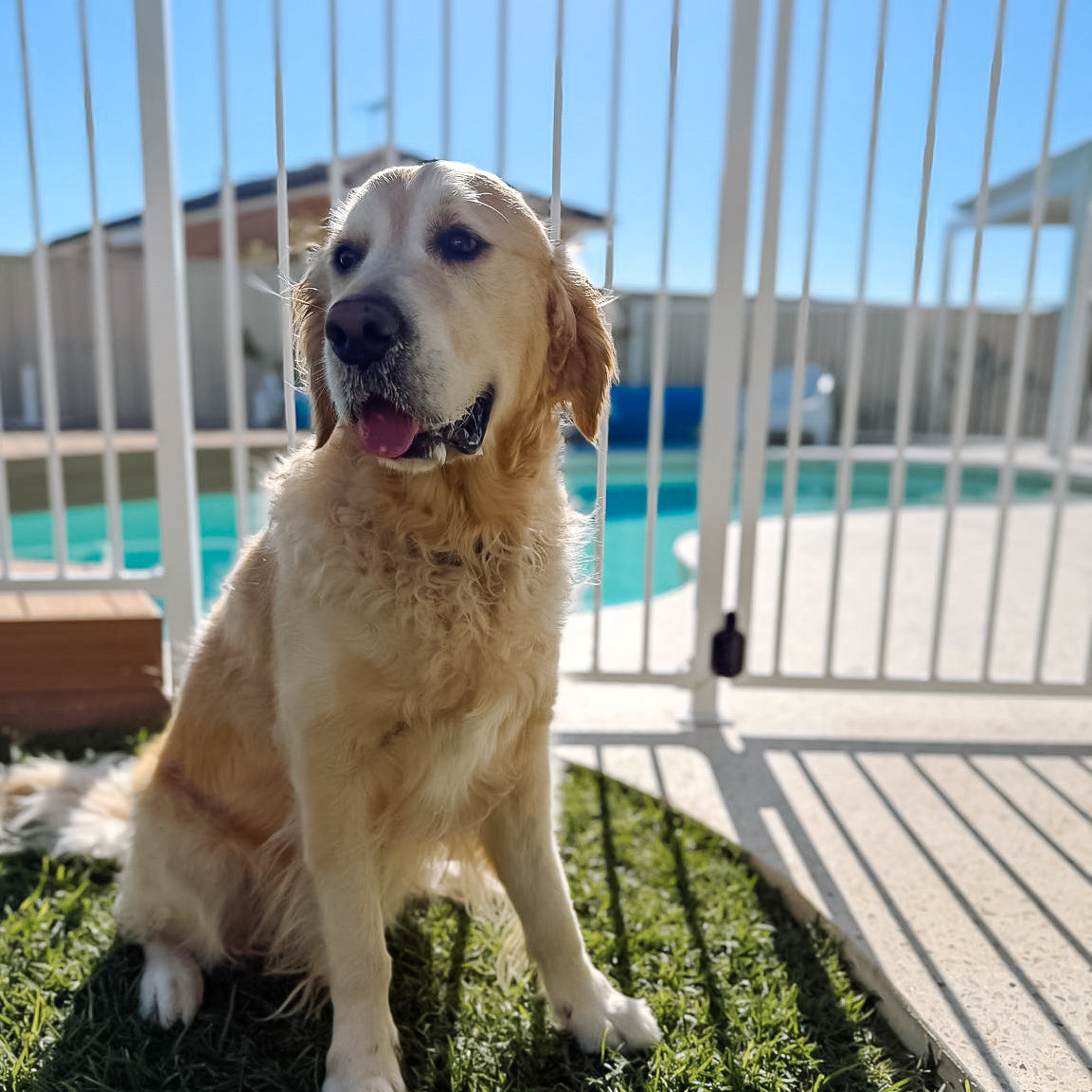 A golden retriever dog sitting on grass in front of a white metal fence, with a swimming pool and patio visible in the background.