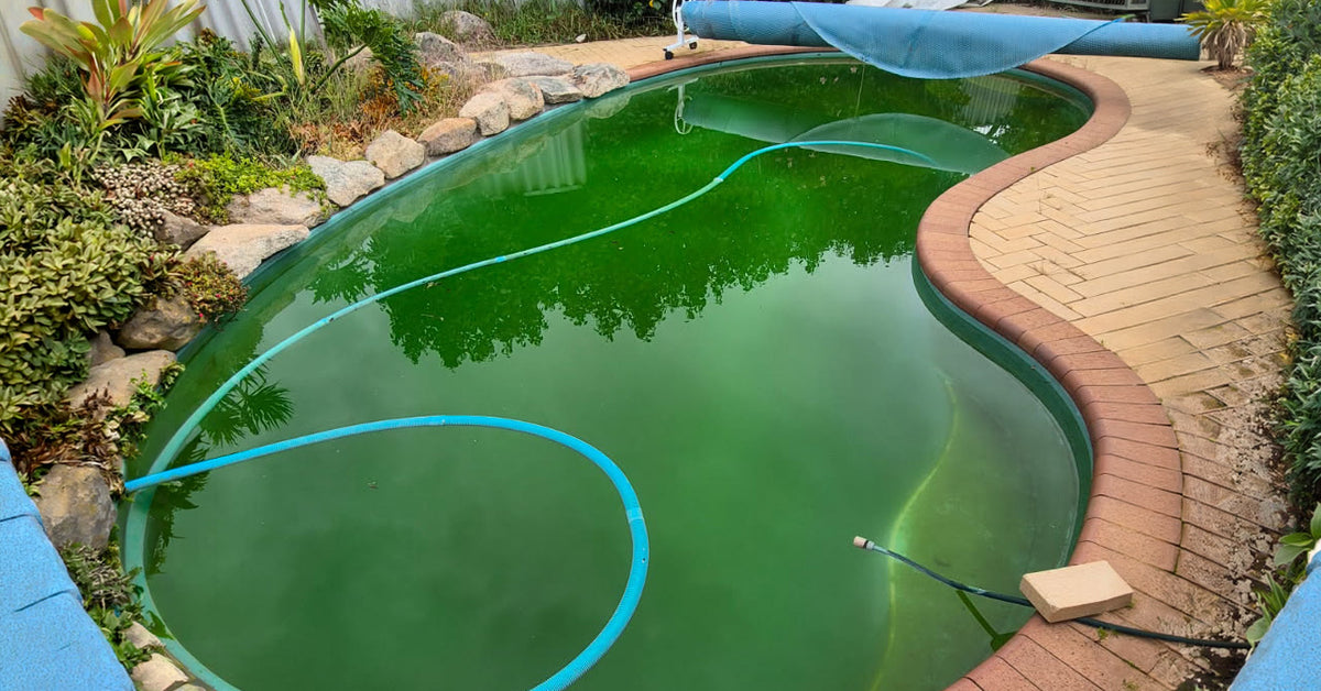 A kidney-shaped swimming pool with green water shown outdoors with plants and rocks around it.